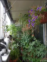 c050.webp