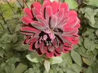 DSCI0888.webp