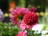 0E800C70-4D06-4B59-AF90-1F651EB390CA.webp