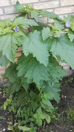 IMG_20180915_112410.jpg