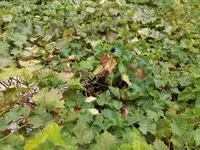IMG_20180915_164255.webp