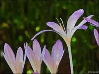 c052.webp