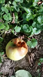 apfel1.jpg