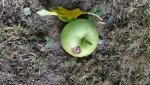 apfel2.jpg