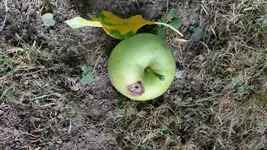 apfel2.webp
