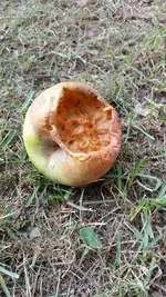 apfel3.webp