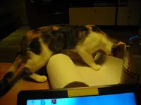 IMGP6829.webp