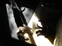 IMGP6827.webp