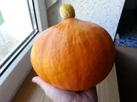 Kürbisernte 1.webp