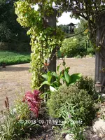 ForumTerrasse Beet links 2018_09_17 P1110243.webp