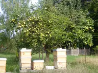 P1100833Quitte.webp