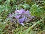 P1100835Herbstzeitlose.jpg