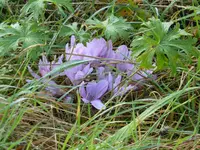 P1100835Herbstzeitlose.webp