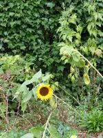 P1100837Sonnenblumen.jpg