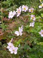 P1100840Herbstanemone.jpg