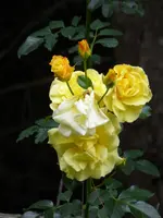 P1100854Luzia.webp