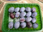 P1100856Pflaumenernte.jpg