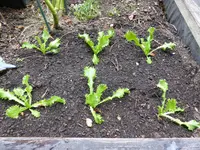 P1100857Endivien.webp