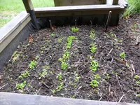 P1100858Feldsalat.jpg