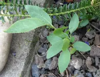 SAM_9644.webp