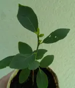 SAM_9762.webp