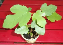SAM_0315.webp