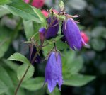 Campanula punct.Sarastro0109.jpg