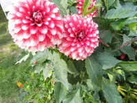 DSCI0599 (1).webp