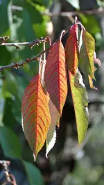 image001.webp