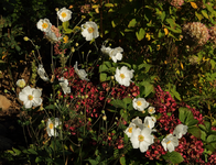 Herbstanemone_weiss vor Hortensie_rot_900.JPG