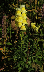 Löwenmäulchen_zitronengelb_700.webp