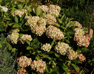 Magical Coral Rosa_withering_900.JPG