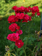 Rotkäppchen_Nachblüte_700.JPG