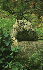 Schneeleopard_Katze_putzt sich_800.webp