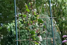 Neuseeländer Spinat0218.webp