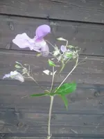Blume 1.webp