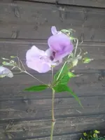 Blume 2.webp
