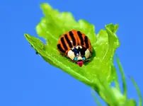 marienkäfer.webp