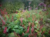 032 (2).webp