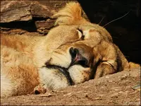 c064.webp