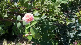 WP_20180920_09_51_39_Pro.jpg