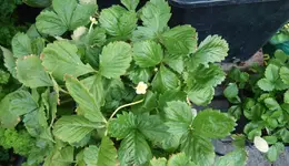 Blumen-Beere.jpg