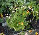 Blumen1.webp