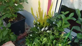Blumen2.jpg