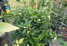 Blumen-Chili.webp