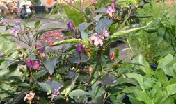 Blumen-Luzi.jpg