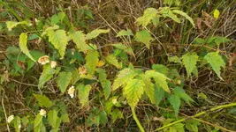 20180920_142259j.webp