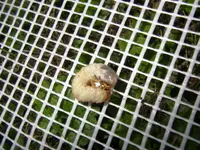 Engerlinge (5).webp Engerlinge (5).webp