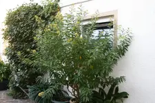 Hammerstrauch0518.webp