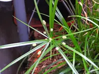 c003.webp